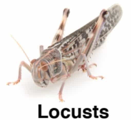 100 x Locusts