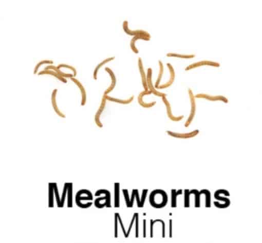 Mini Mealworm