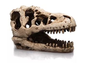 Giganterra T-Rex Skull