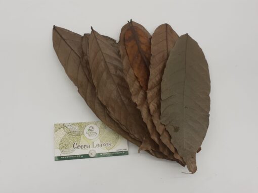 Cocoa Leaves