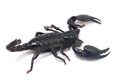 Heterometus silenus - Asian forest scorpion