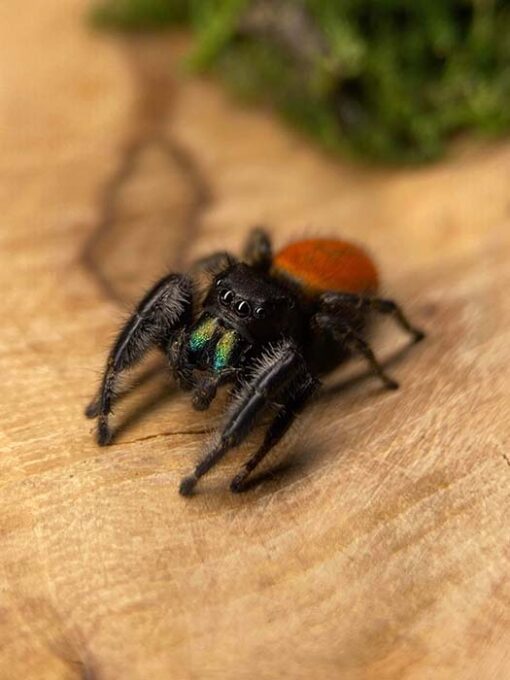 Phidippus texanus - Texan Jumping Spider
